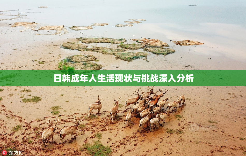 日韩成年人生活现状与挑战深入分析