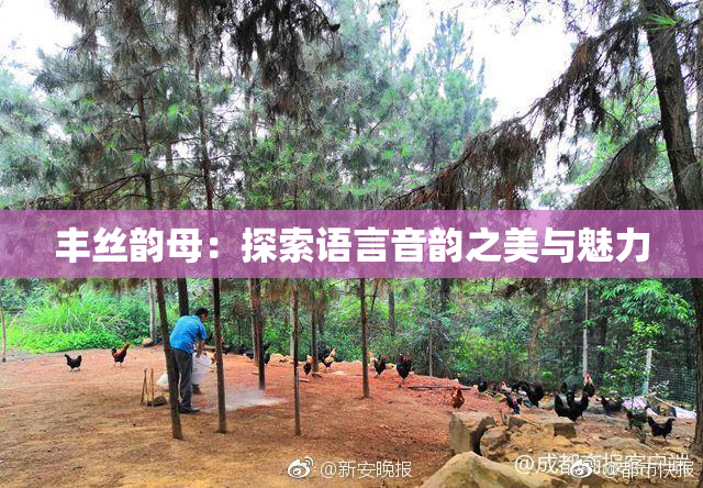 丰丝韵母：探索语言音韵之美与魅力