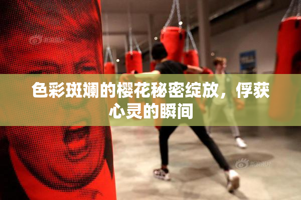 色彩斑斓的樱花秘密绽放，俘获心灵的瞬间