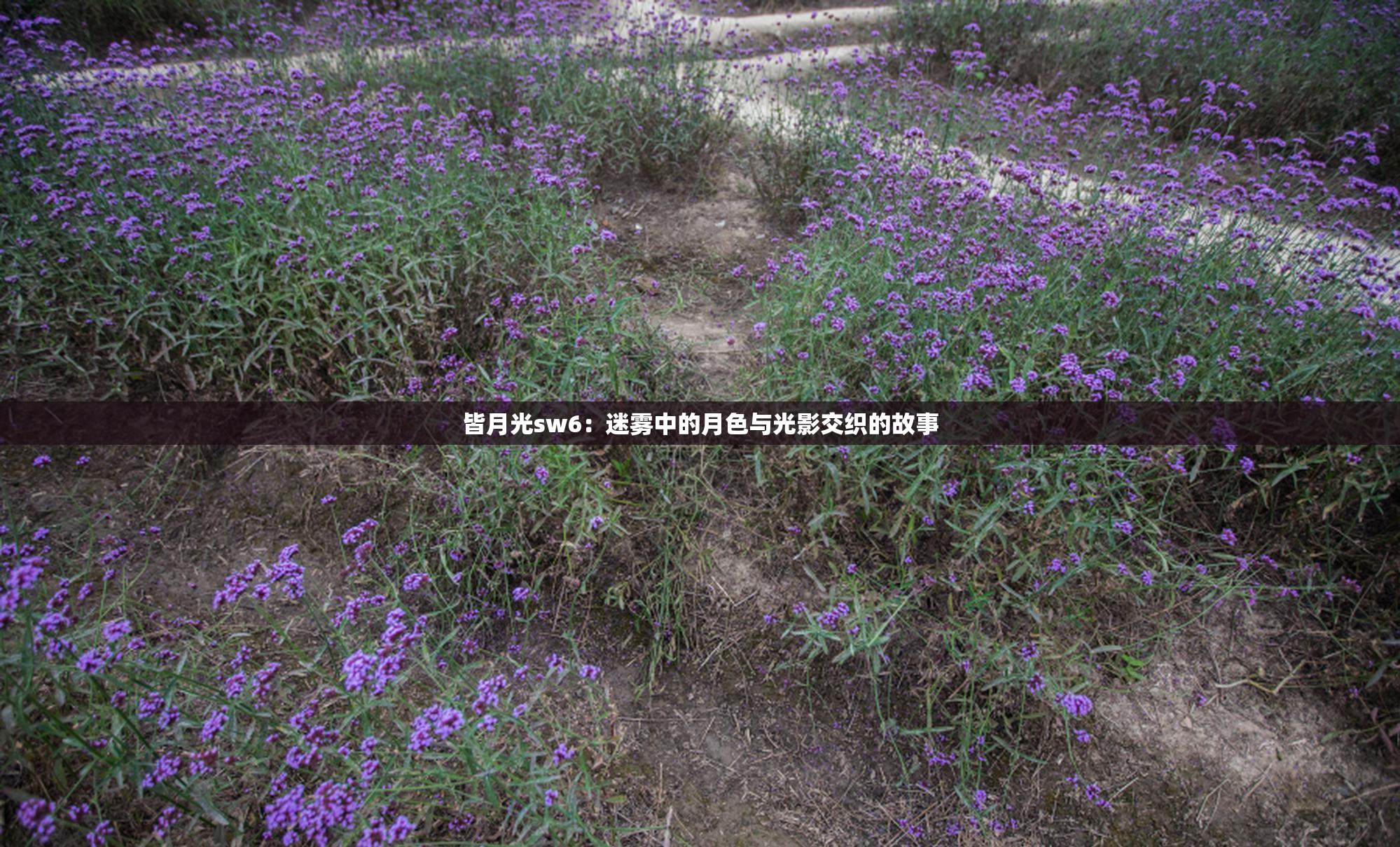 皆月光sw6：迷雾中的月色与光影交织的故事