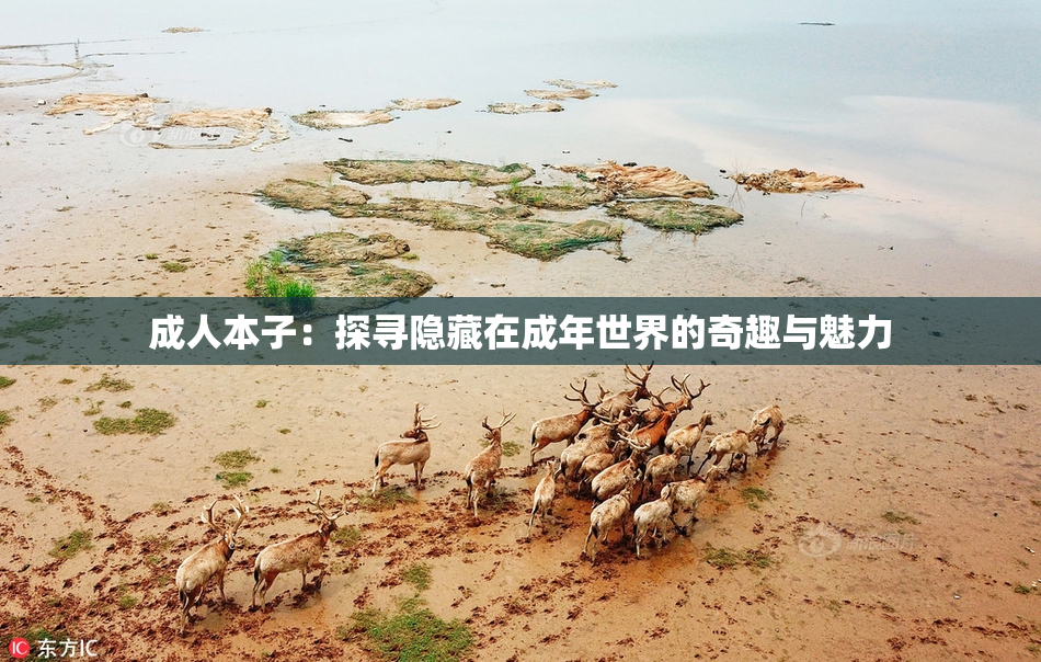 成人本子：探寻隐藏在成年世界的奇趣与魅力
