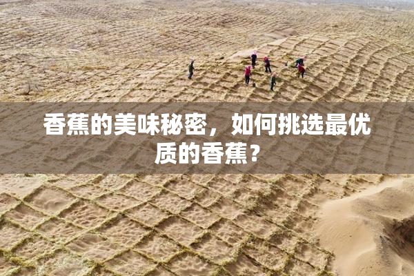 香蕉的美味秘密，如何挑选最优质的香蕉？