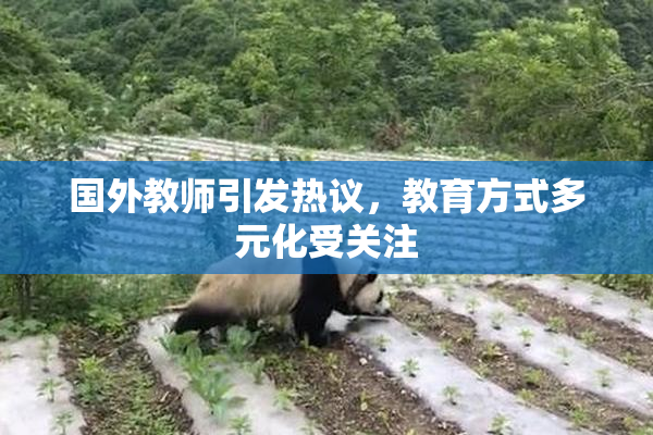 国外教师引发热议，教育方式多元化受关注