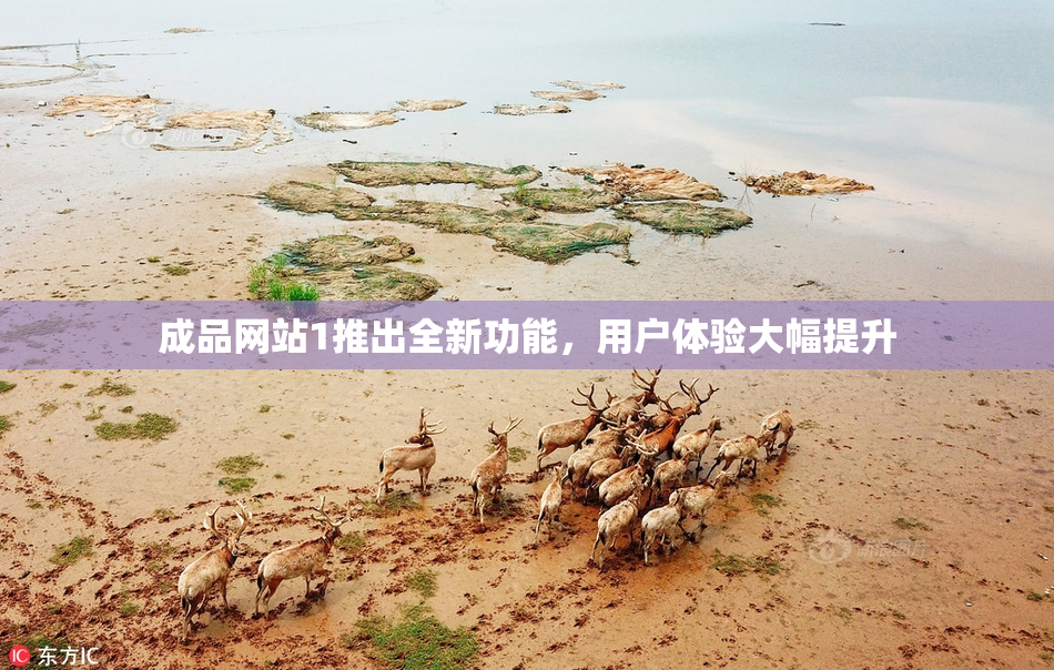 成品网站1推出全新功能，用户体验大幅提升