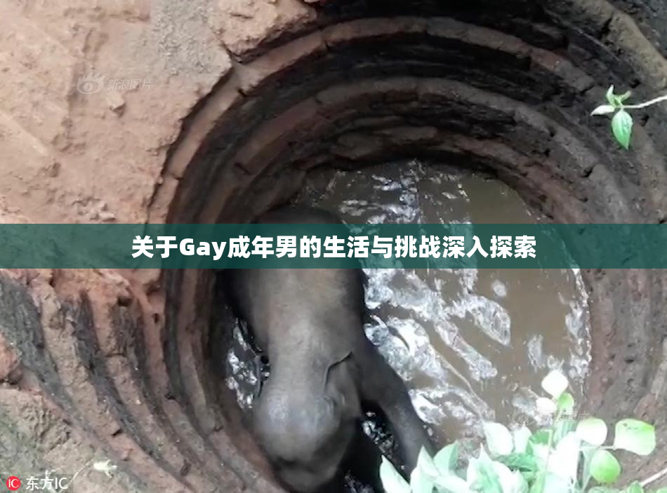 关于Gay成年男的生活与挑战深入探索