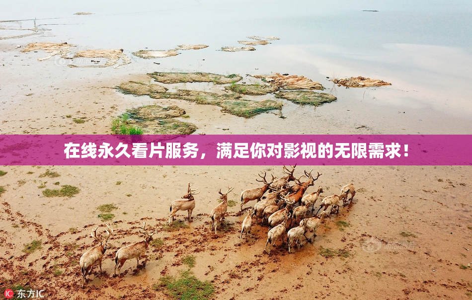 在线永久看片服务，满足你对影视的无限需求！