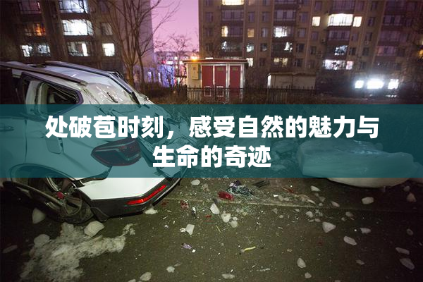 处破苞时刻，感受自然的魅力与生命的奇迹