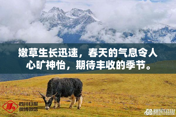 嫩草生长迅速，春天的气息令人心旷神怡，期待丰收的季节。