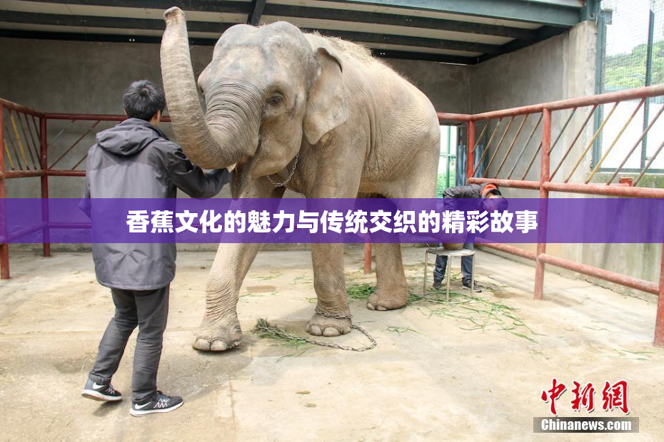 香蕉文化的魅力与传统交织的精彩故事