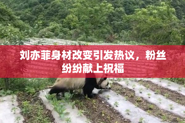 刘亦菲身材改变引发热议，粉丝纷纷献上祝福