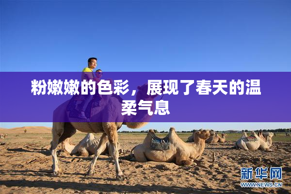 粉嫩嫩的色彩，展现了春天的温柔气息