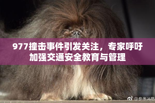977撞击事件引发关注，专家呼吁加强交通安全教育与管理