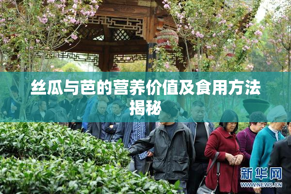丝瓜与芭的营养价值及食用方法揭秘