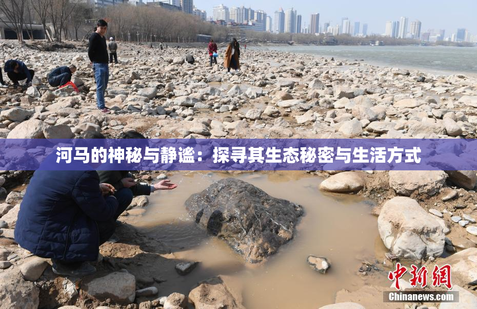 河马的神秘与静谧：探寻其生态秘密与生活方式