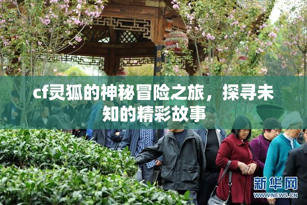 cf灵狐的神秘冒险之旅，探寻未知的精彩故事