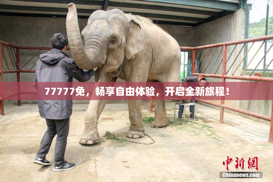 77777免，畅享自由体验，开启全新旅程！