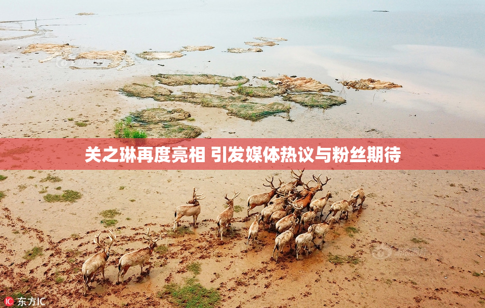 关之琳再度亮相 引发媒体热议与粉丝期待