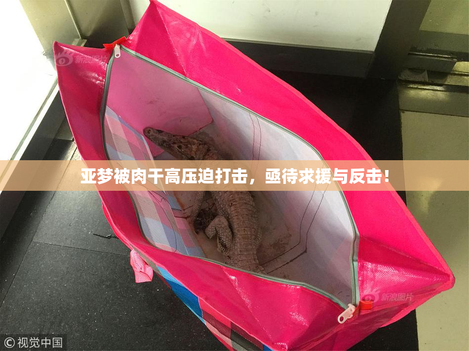 亚梦被肉干高压迫打击，亟待求援与反击！