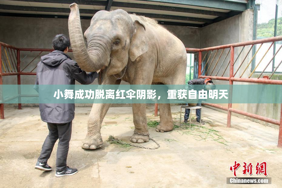 小舞成功脱离红伞阴影，重获自由明天