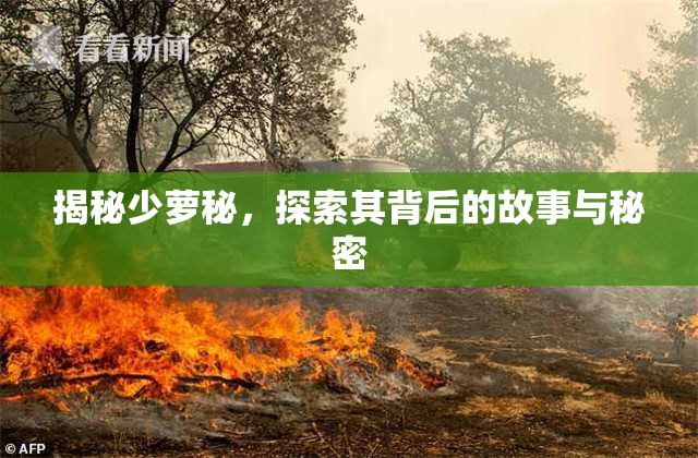 揭秘少萝秘，探索其背后的故事与秘密