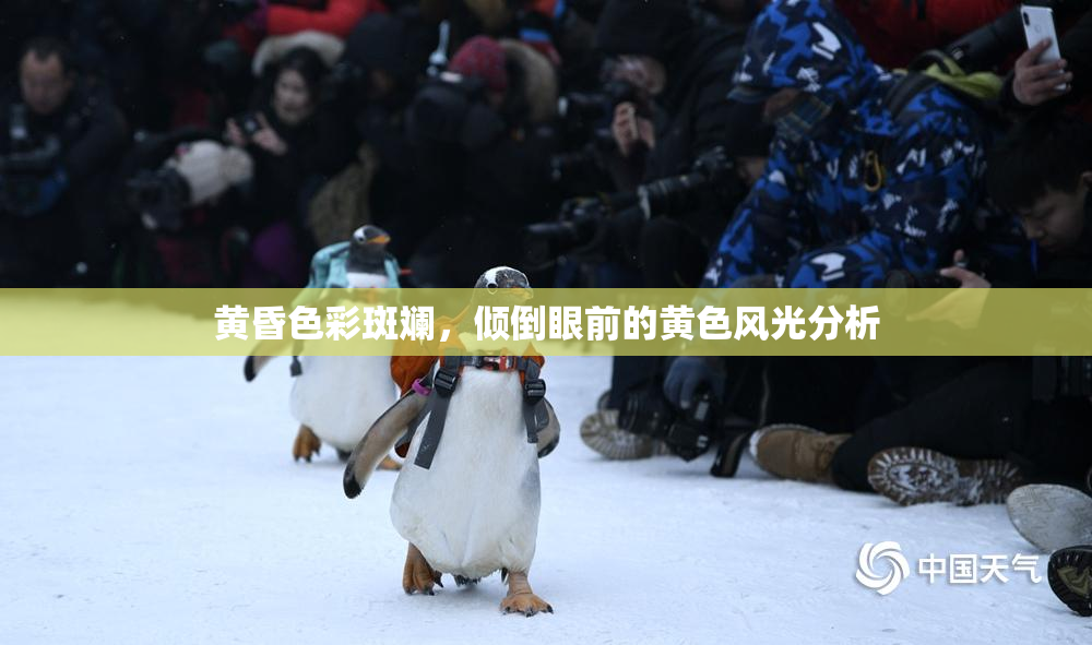 黄昏色彩斑斓，倾倒眼前的黄色风光分析