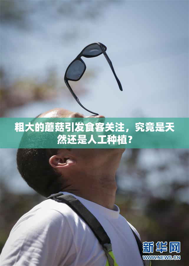 粗大的蘑菇引发食客关注，究竟是天然还是人工种植？