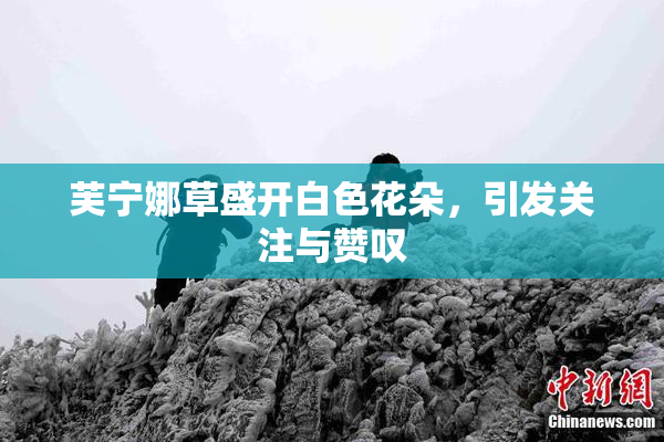 芙宁娜草盛开白色花朵，引发关注与赞叹