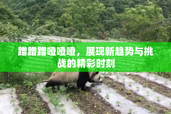 蹭蹭蹭噔噔噔，展现新趋势与挑战的精彩时刻