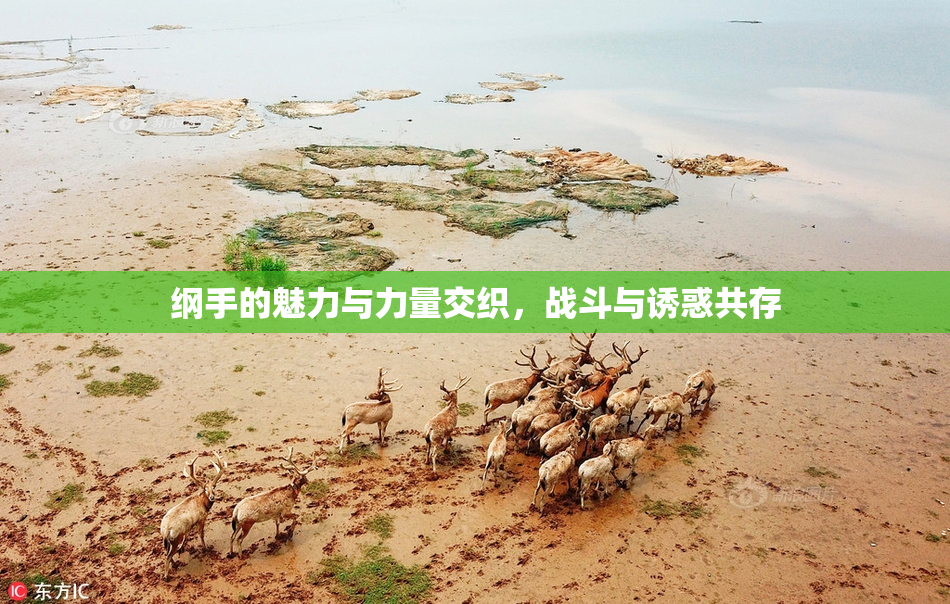 纲手的魅力与力量交织，战斗与诱惑共存