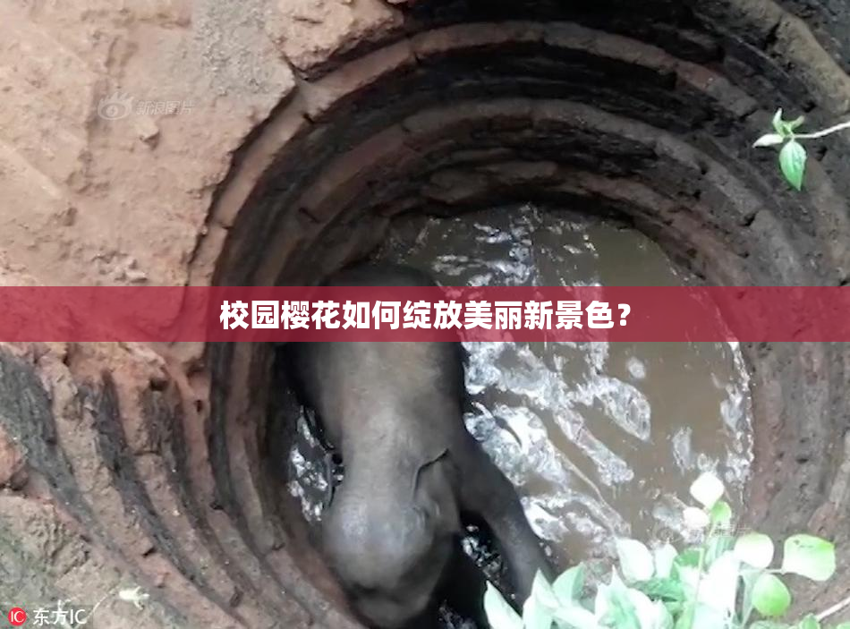 校园樱花如何绽放美丽新景色？