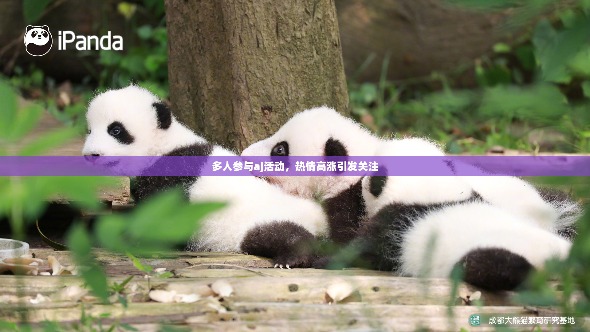 多人参与aj活动，热情高涨引发关注