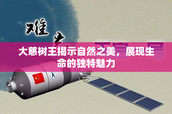 大慈树王揭示自然之美，展现生命的独特魅力