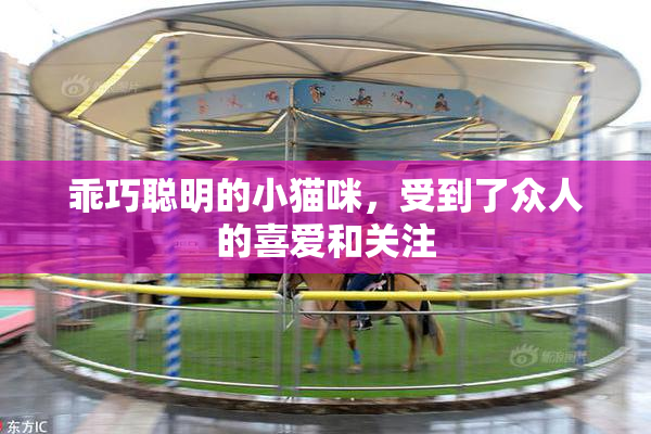乖巧聪明的小猫咪，受到了众人的喜爱和关注