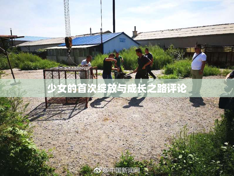 少女的首次绽放与成长之路评论