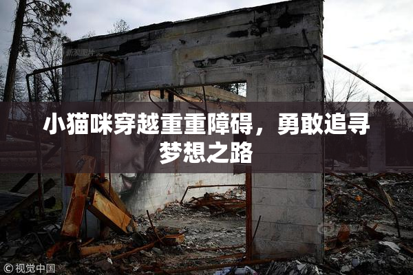 小猫咪穿越重重障碍，勇敢追寻梦想之路