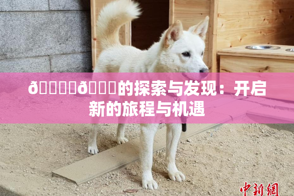 🔞‌🍌的探索与发现：开启新的旅程与机遇