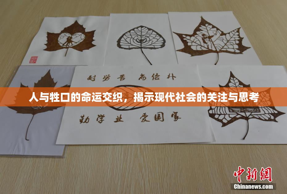 人与牲口的命运交织，揭示现代社会的关注与思考