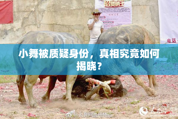 小舞被质疑身份，真相究竟如何揭晓？