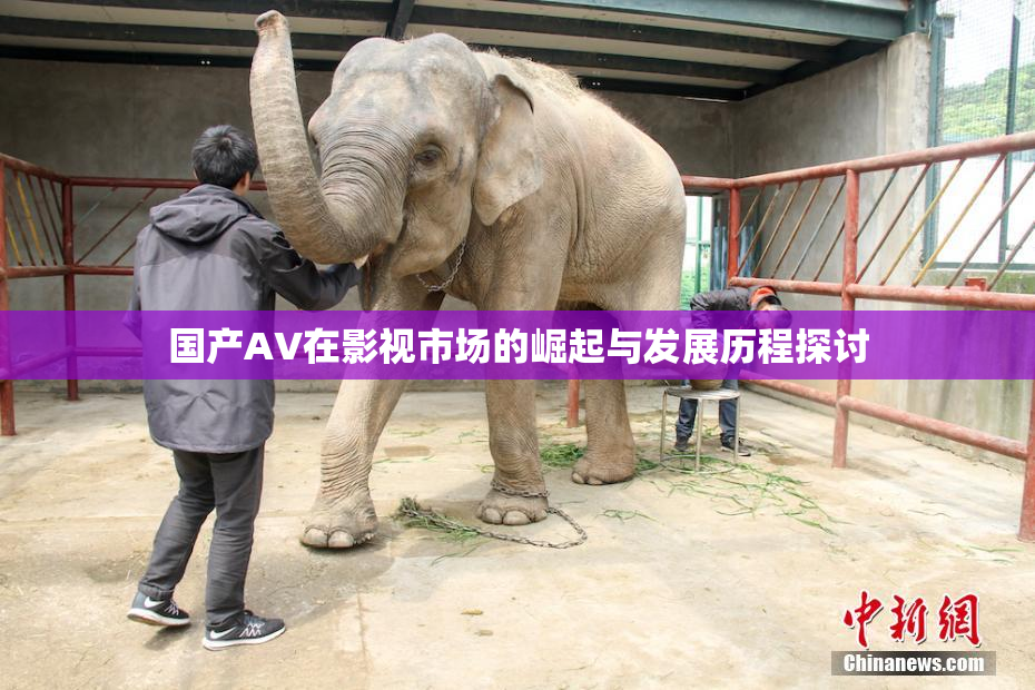 国产AV在影视市场的崛起与发展历程探讨
