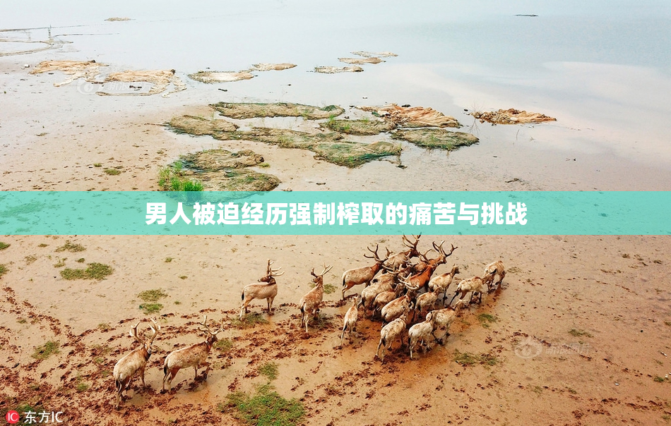 男人被迫经历强制榨取的痛苦与挑战