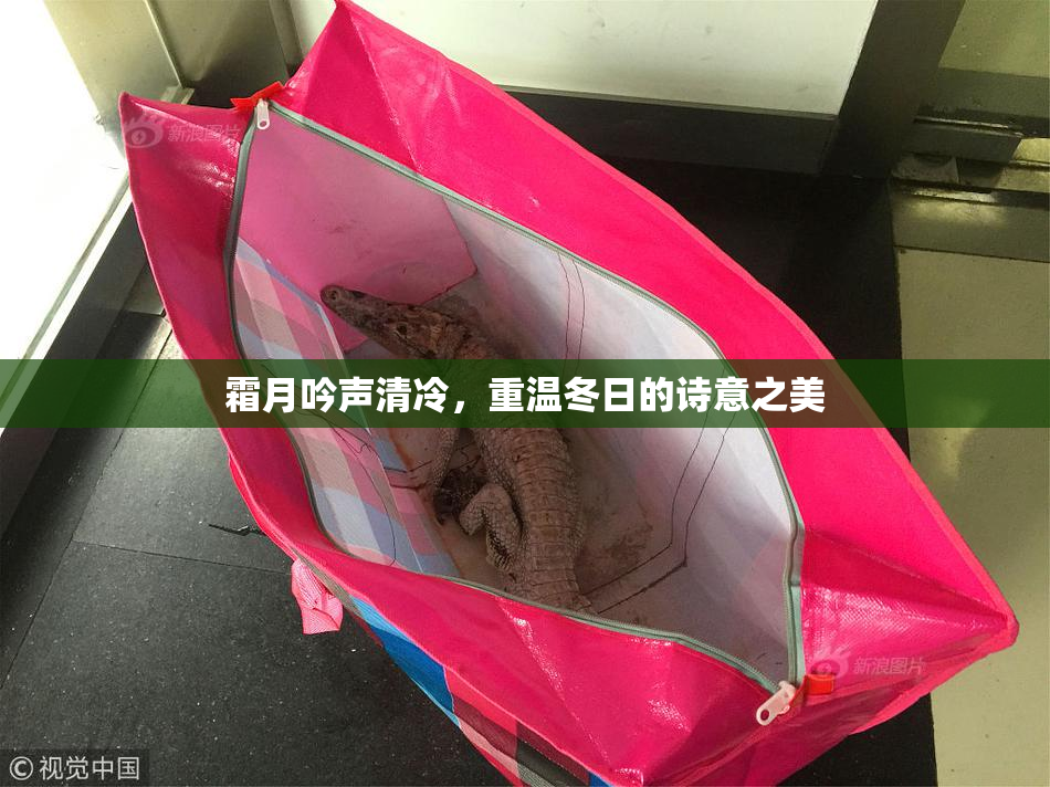 霜月吟声清冷，重温冬日的诗意之美