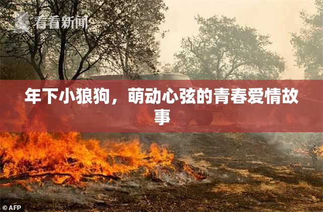 年下小狼狗，萌动心弦的青春爱情故事