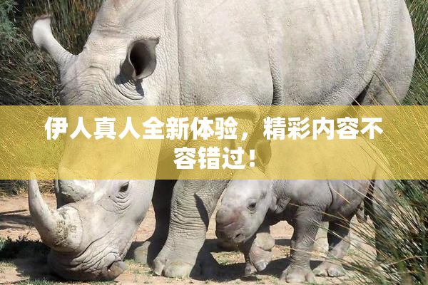 伊人真人全新体验，精彩内容不容错过！