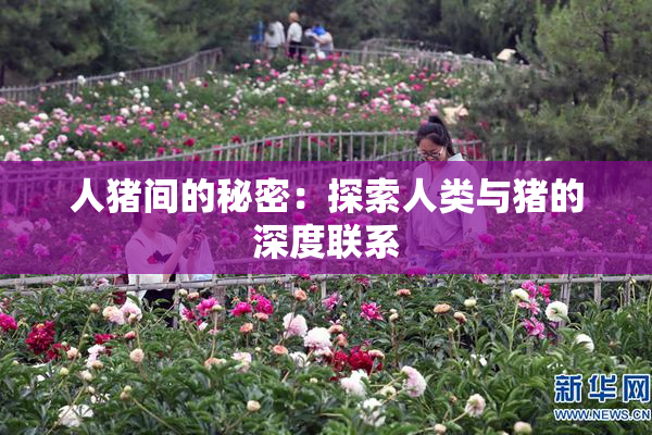 人猪间的秘密：探索人类与猪的深度联系