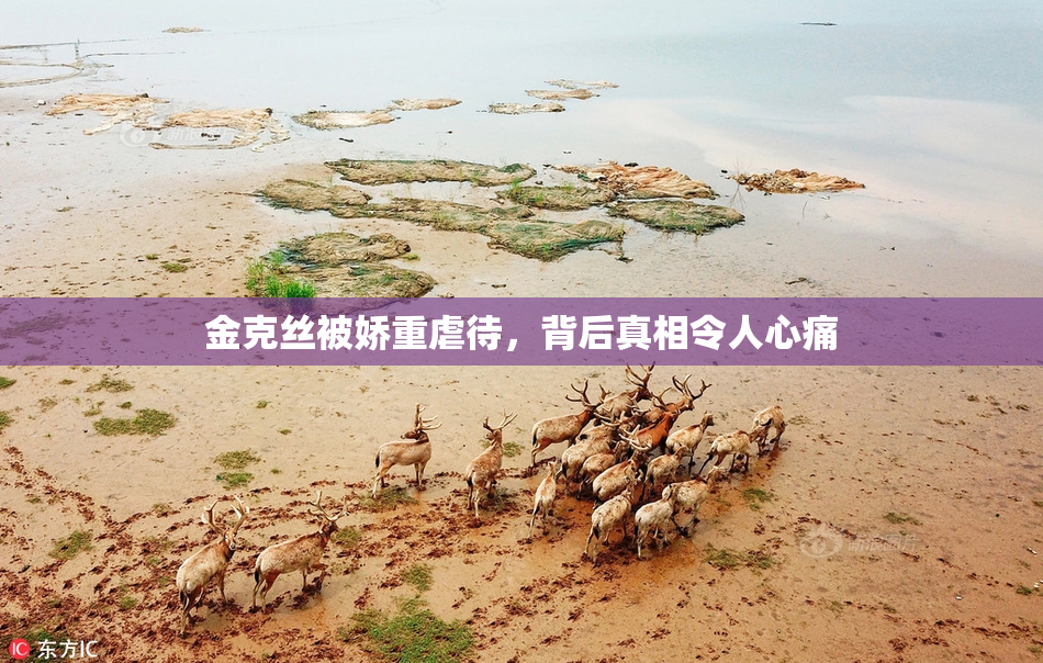 金克丝被娇重虐待，背后真相令人心痛