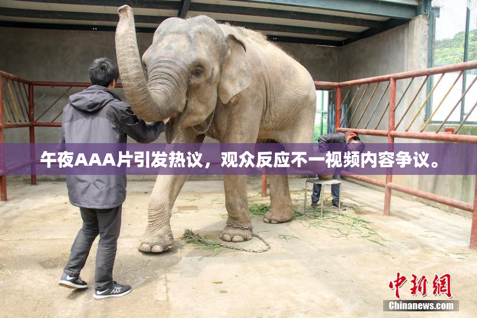 午夜AAA片引发热议，观众反应不一视频内容争议。