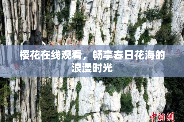 樱花在线观看，畅享春日花海的浪漫时光