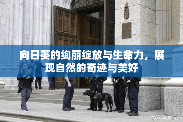 向日葵的绚丽绽放与生命力，展现自然的奇迹与美好
