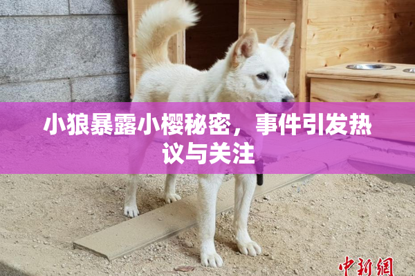 小狼暴露小樱秘密，事件引发热议与关注