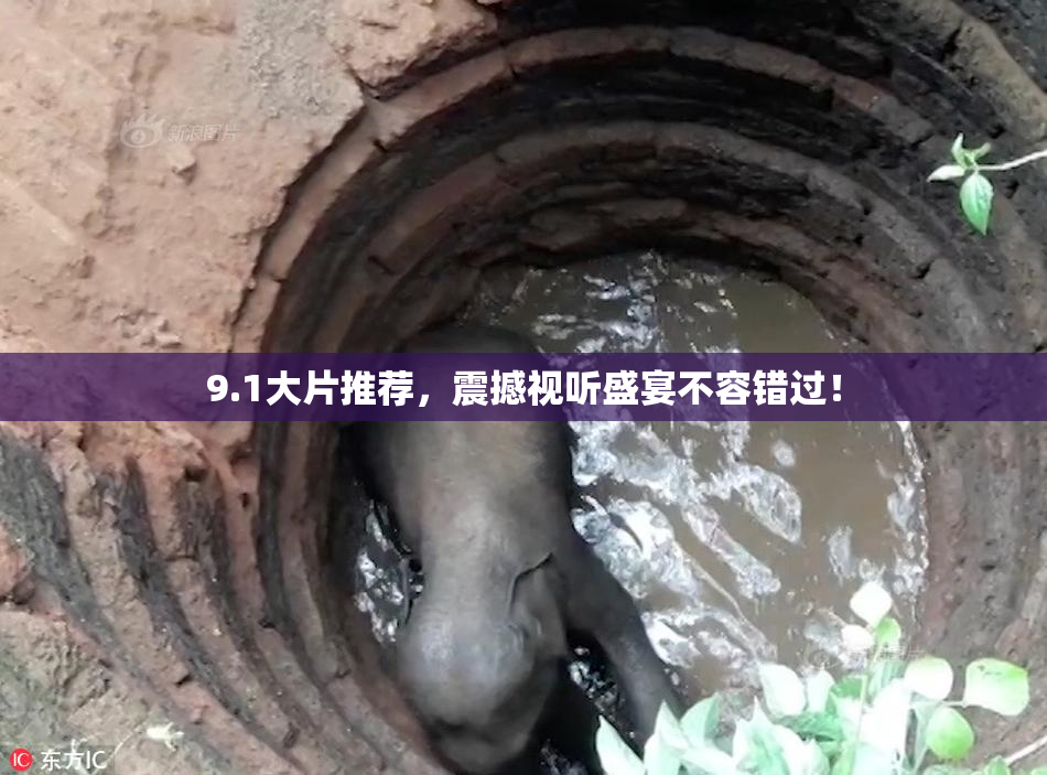 9.1大片推荐，震撼视听盛宴不容错过！